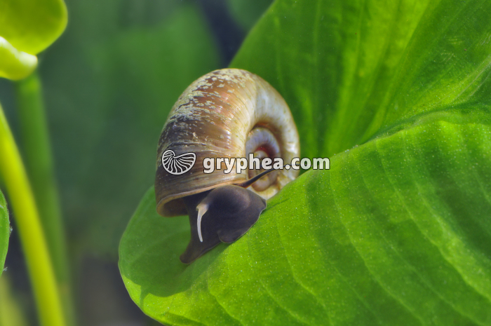 Planorbe (Planorbarius corneus) - gryphea.com